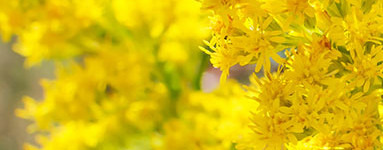 Златна пръчицa (Solidago virgaurea)